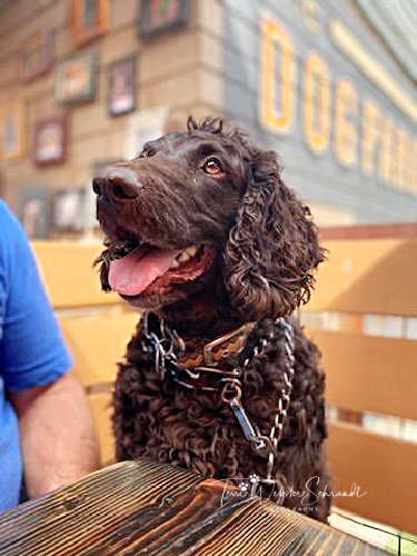 Brodie at dog-friendly restaurant
