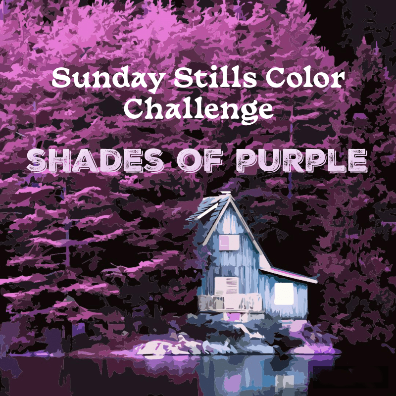 Sunday Stills Monthly Color Challenge: In a #Purple&nbsp;Haze