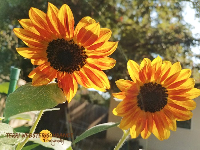Double sunflowers
