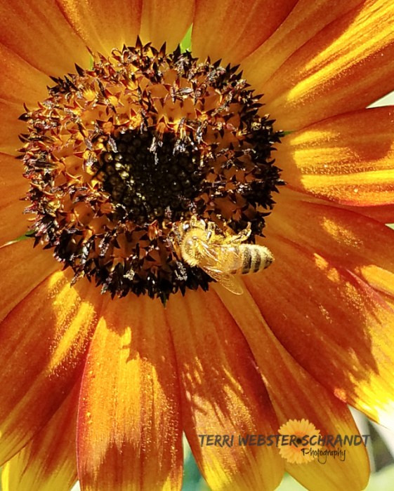 Bee on orange sunflower