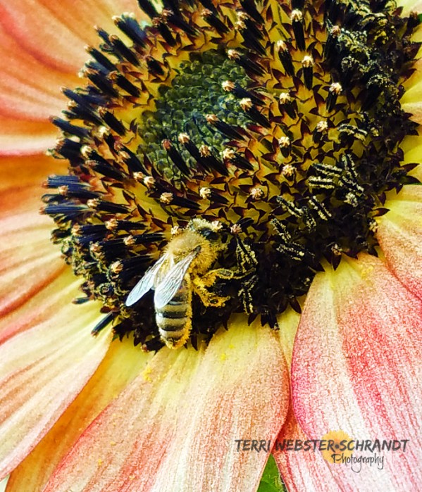 Bee on glowing sunflower