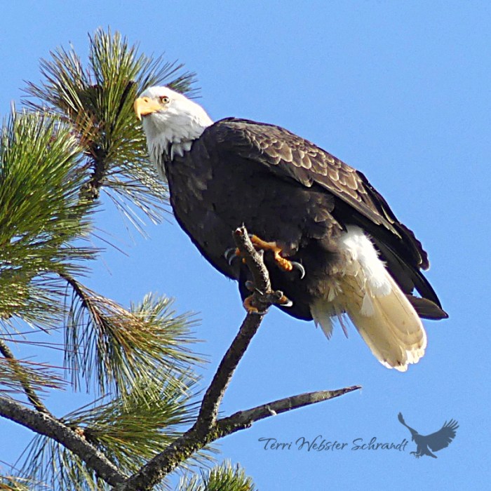 Bald Eagle perching