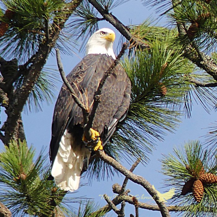 Bald Eagle Intense Glare