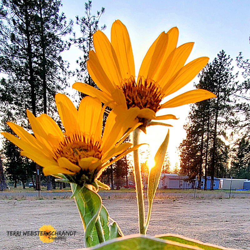 #WordlessWednesday: Four-Season #Florals