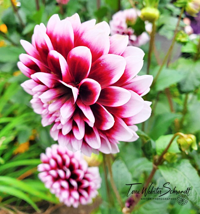 Pink Dahlias