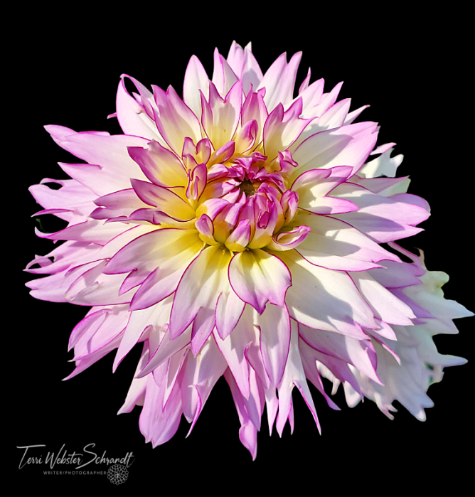 Pink Dahlia