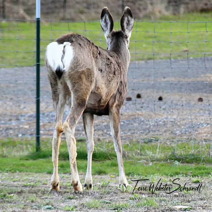 Back end Mule Deer