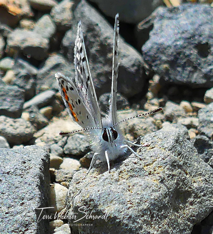 Dotted Blue Butterfly