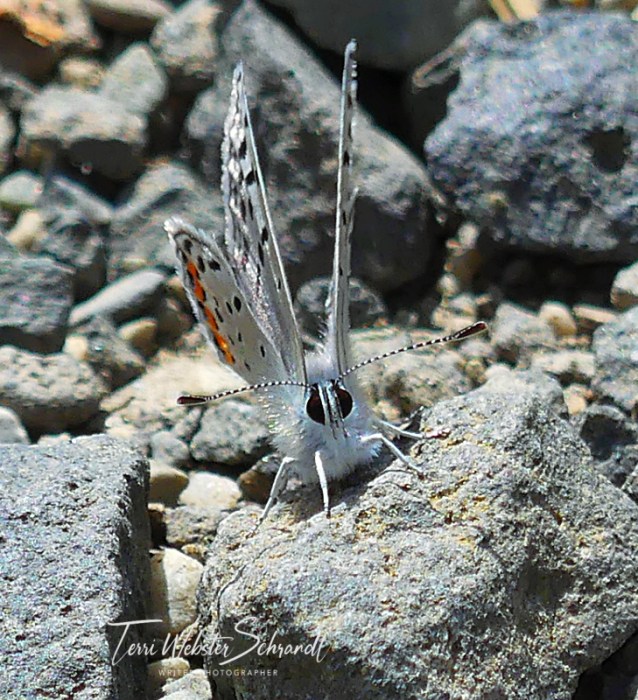 Dotted Blue Butterfly