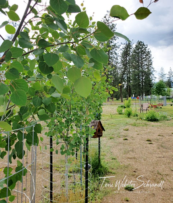 quaking aspens