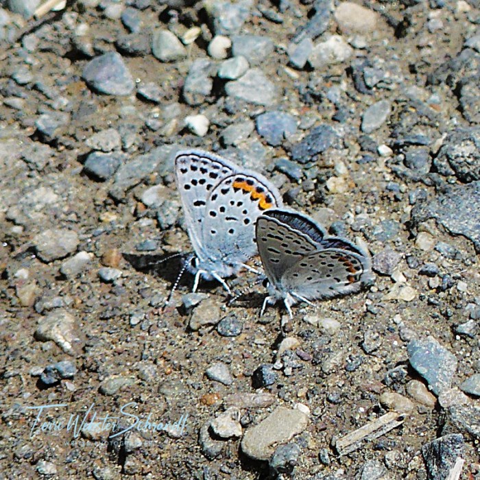 Pair of Dotted Blue Butterflies