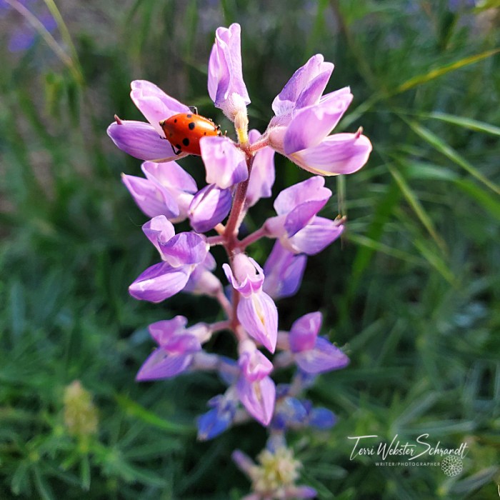 Ladybug loves Lupine