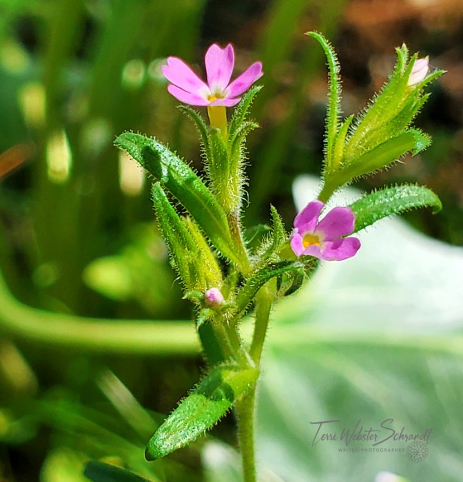 Slender Flox wildflower