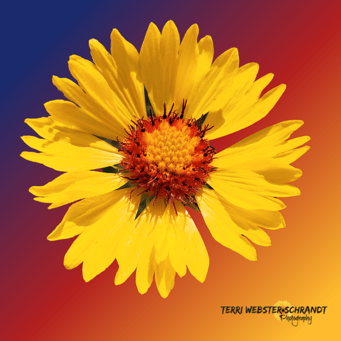 Yellow brown eyed susan flower