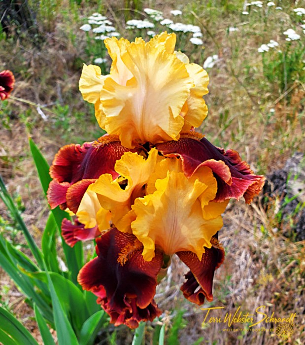 yellow and orange bearded iris