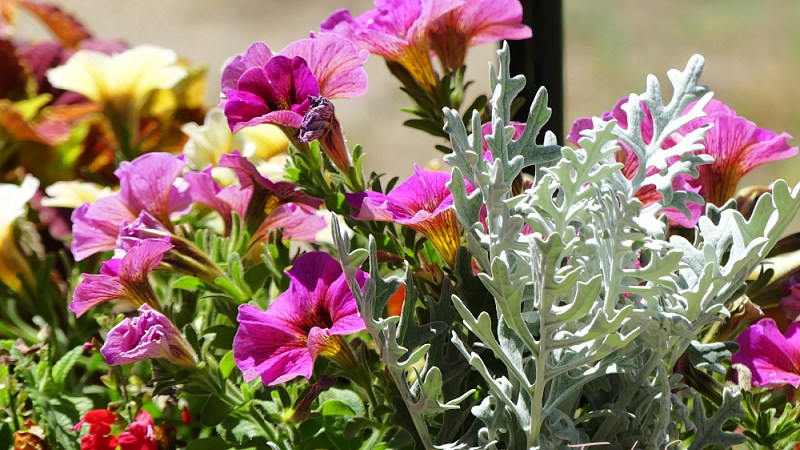 Potted plants, pink petunias