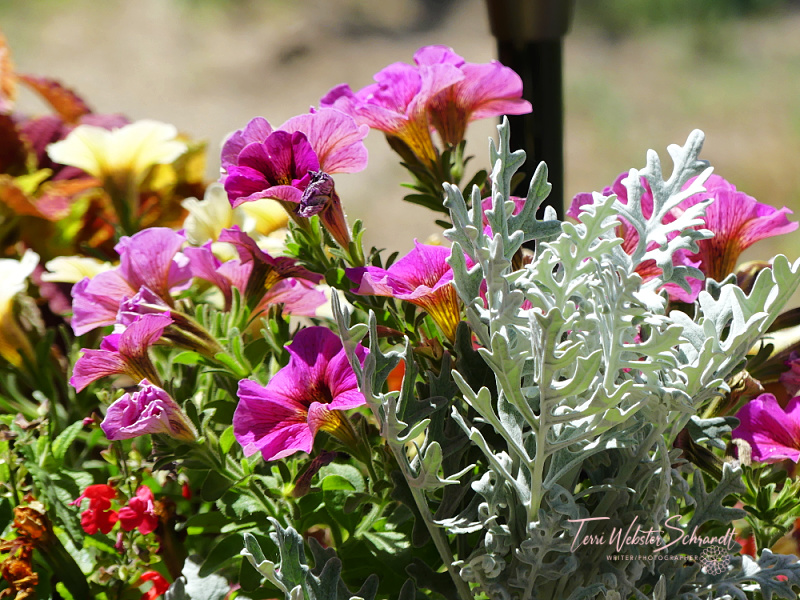 Sunday Stills: The Glowing Life of&nbsp;#Plants