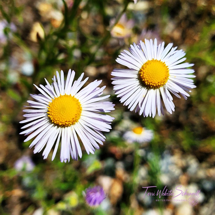 Twin daisies
