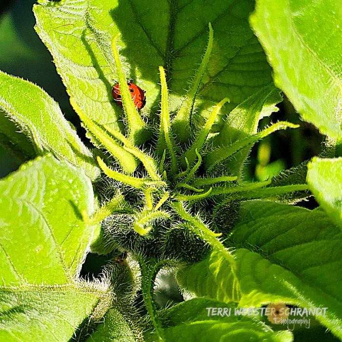 Sunflower bud and ladybug