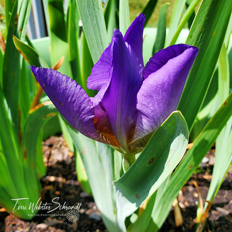 Budding purple iris
