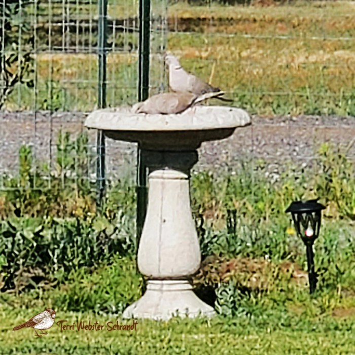 Mourning Doves in Birdbath