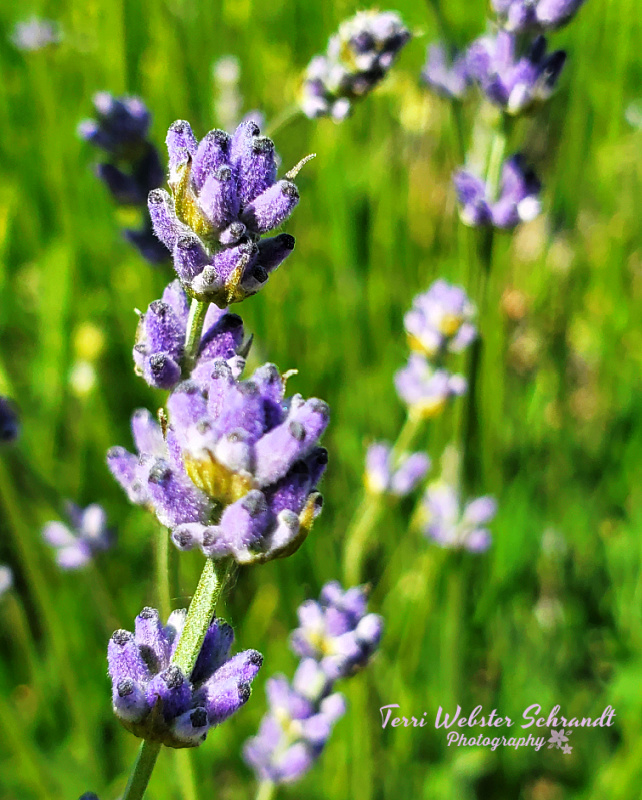 #WordlessWednesday: The Relaxing Scent of&nbsp;Lavender