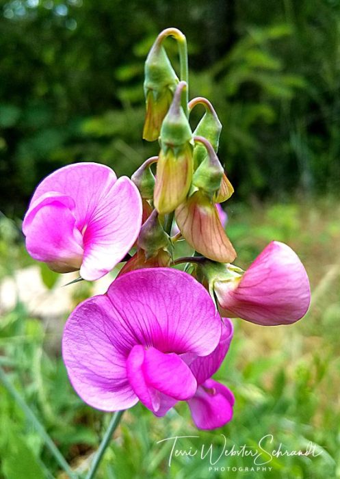 Wild pink sweetpea