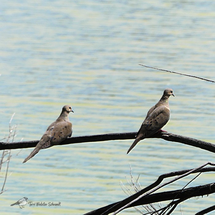 Two mourning Doves