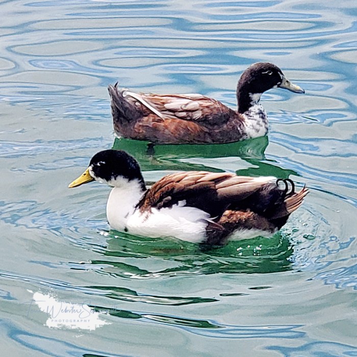Muscovy/Mallard hybrid ducks