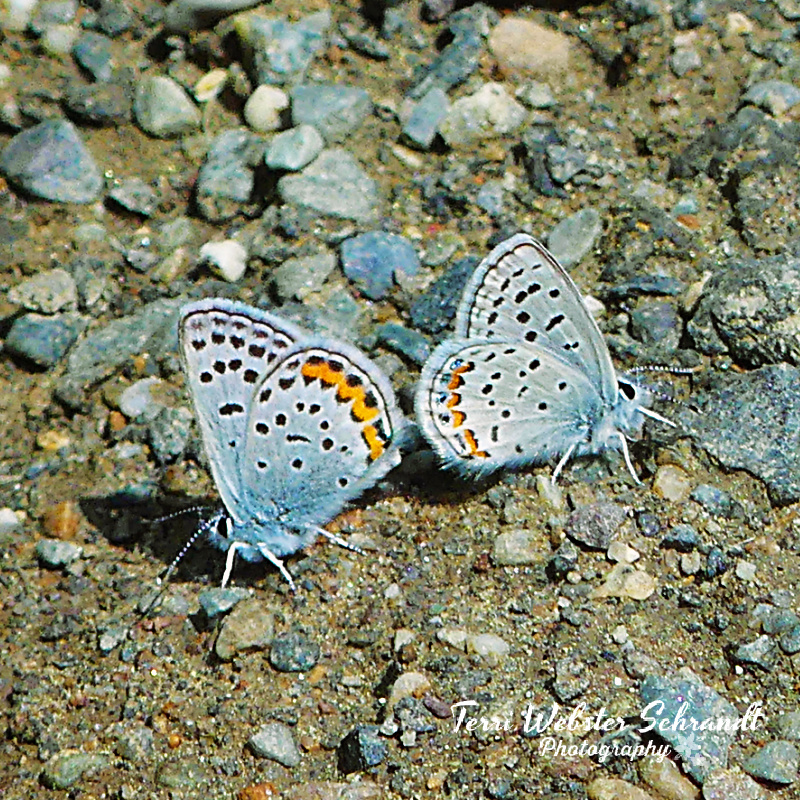 Dotted Blue Butterflies