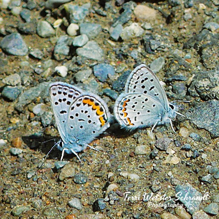 Dotted Blue Butterflies