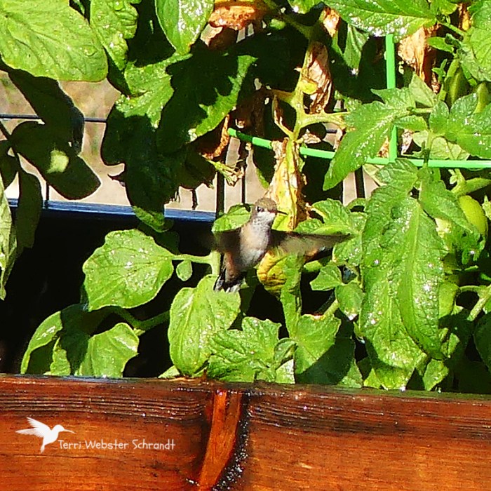 Hummingbird in tomato garden