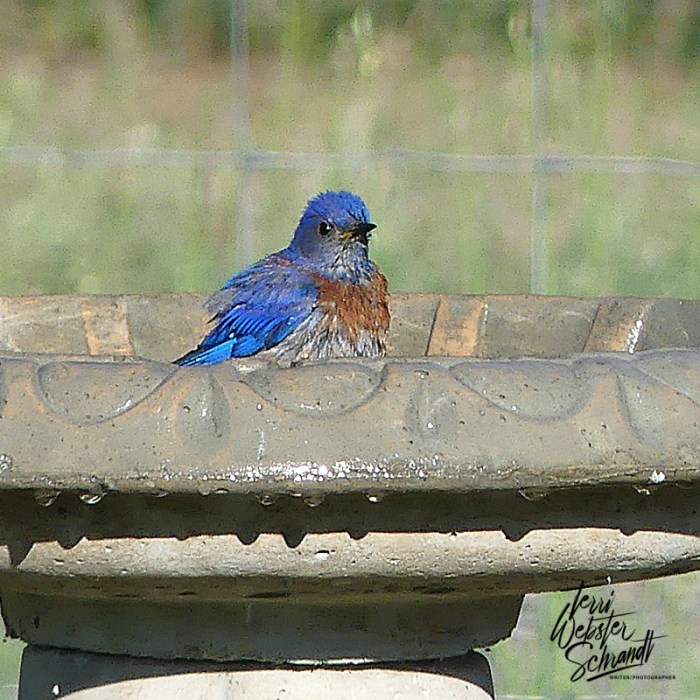Annoyed looking Western Bluebird taking a bath
