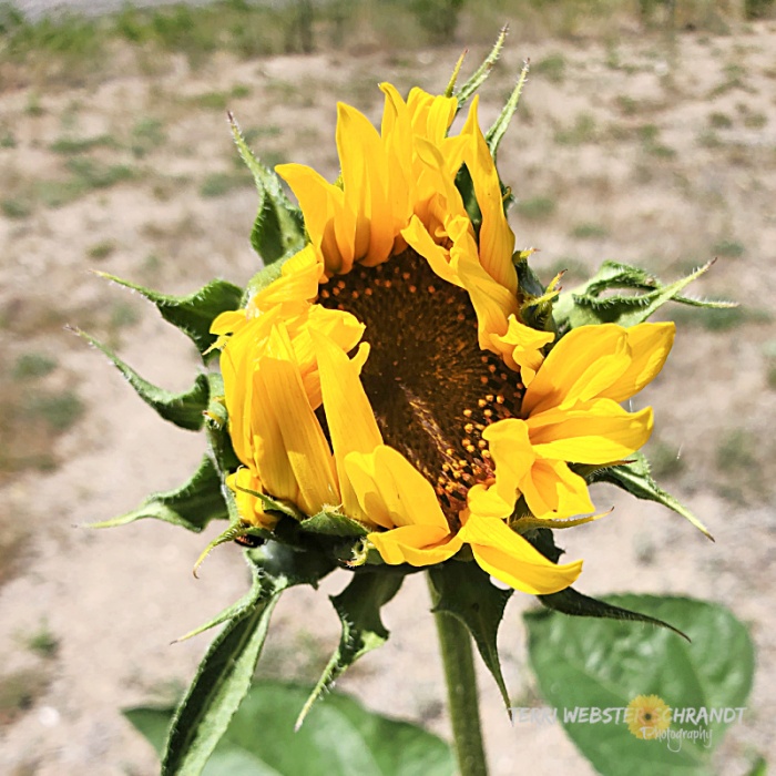 partially open sunflower
