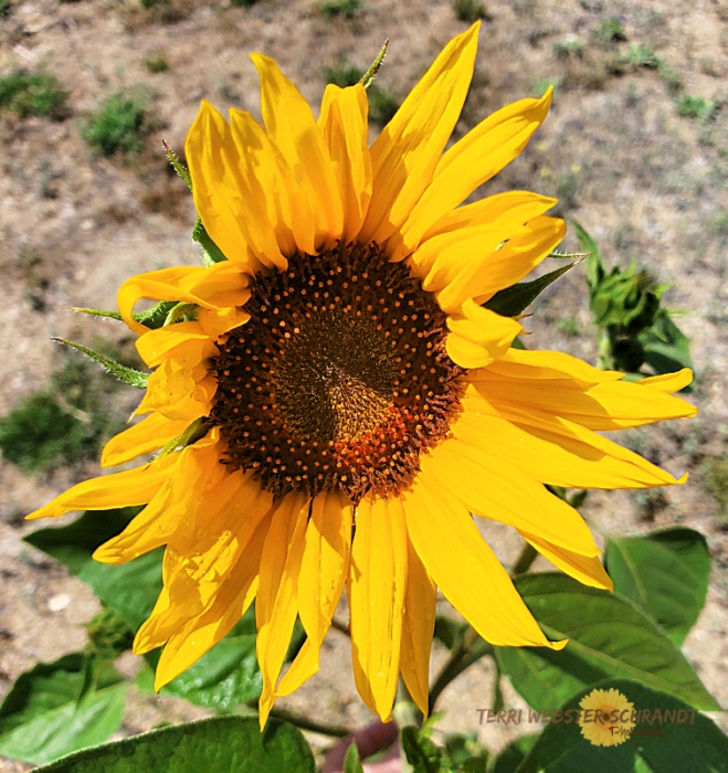 Sunflower's Grand Opening
