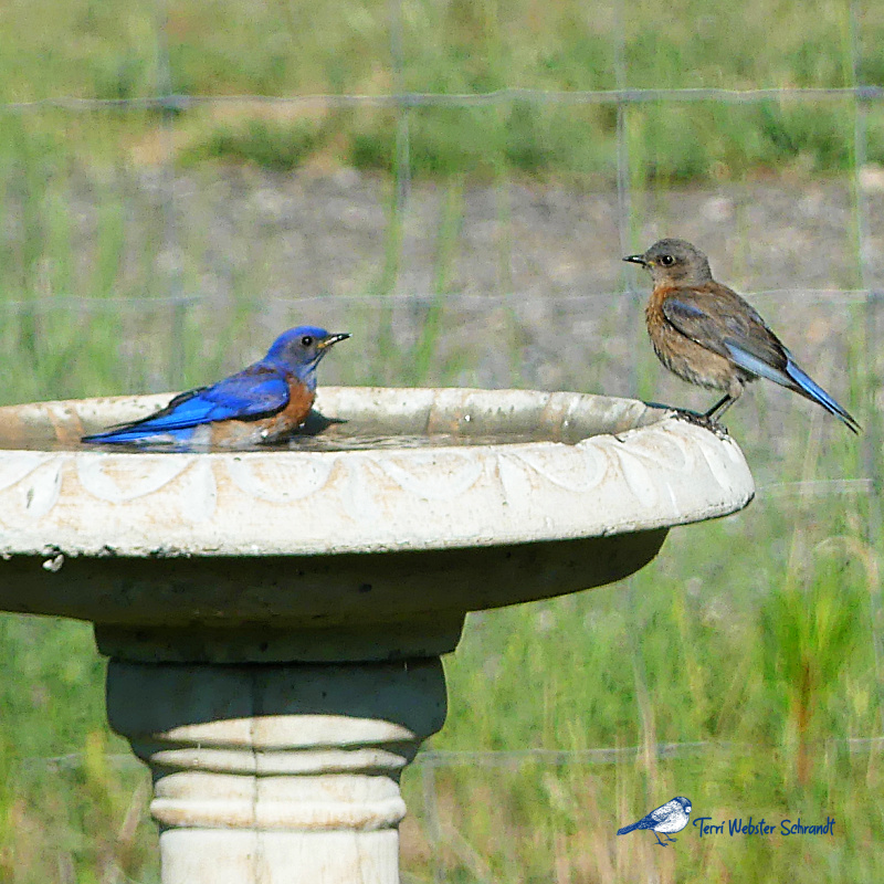 Sunday Stills Monthly Color Challenge: #Blue is My&nbsp;World