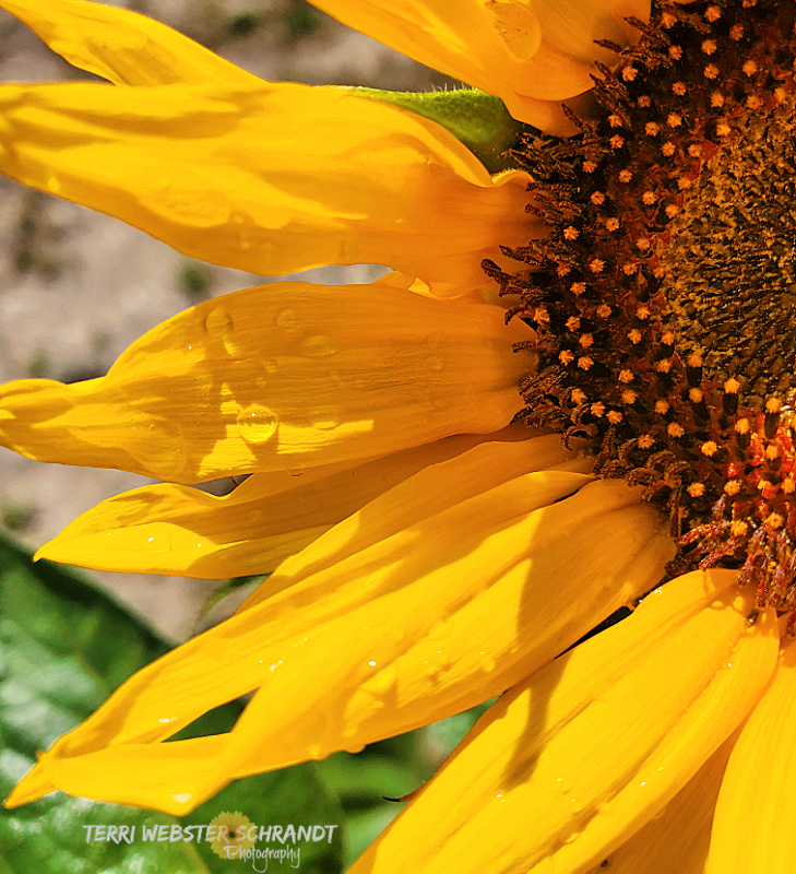 #WordlessWednesday: A Grand&nbsp;Opening