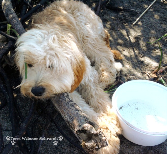 White dog resting on the beach