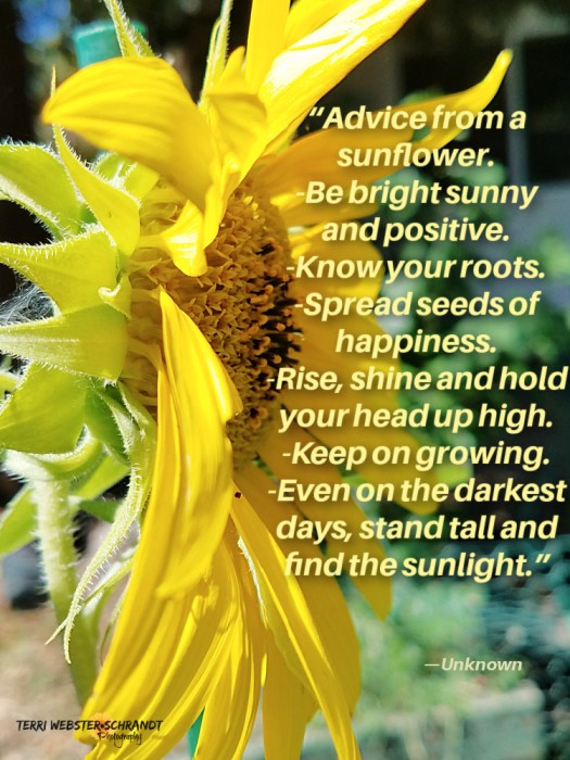 Advice from a Sunflower meme