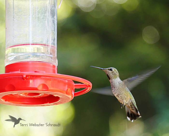 Hummingbird at feeder