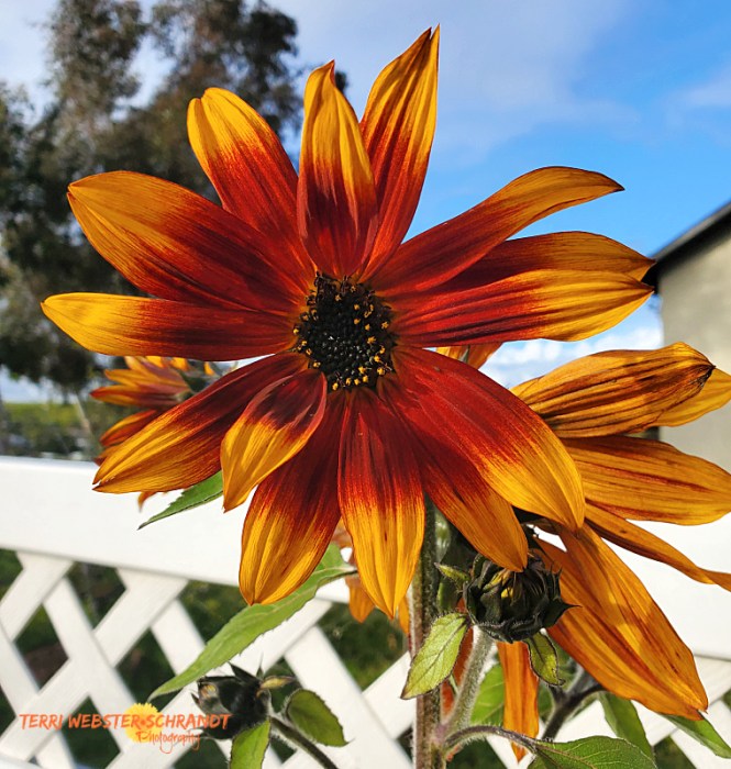 Orange and gold sunflower