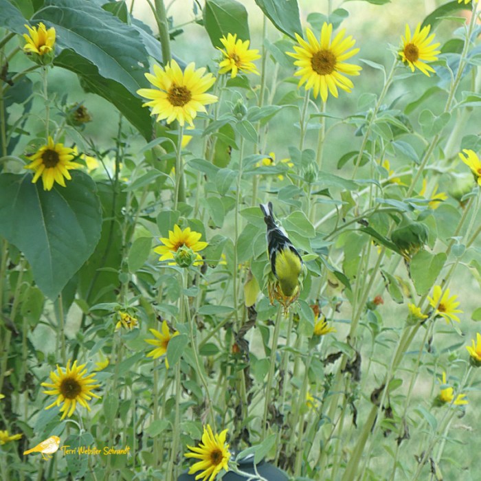 goldfinch in sunflower garden