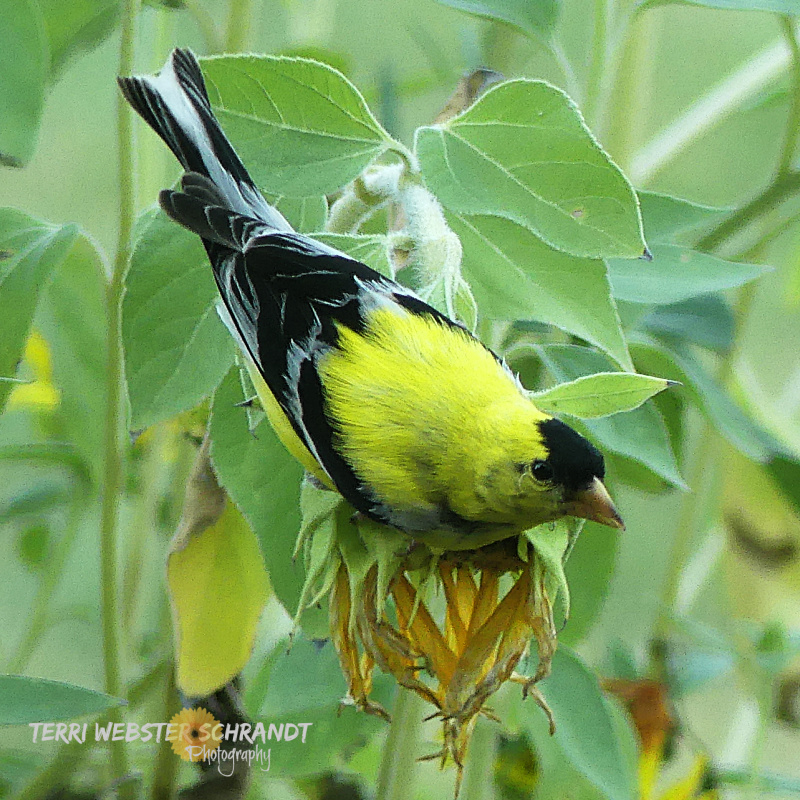 #WordlessWednesday: Goldfinches Gotta&nbsp;Eat