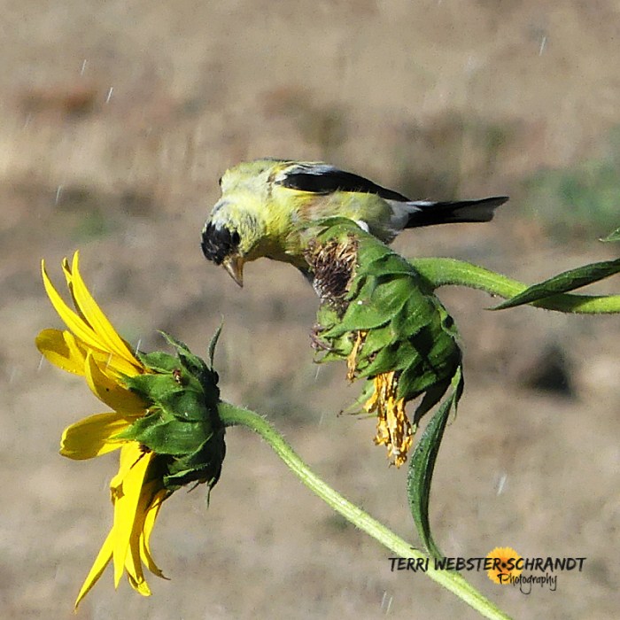 Goldfinch in sunflower garden