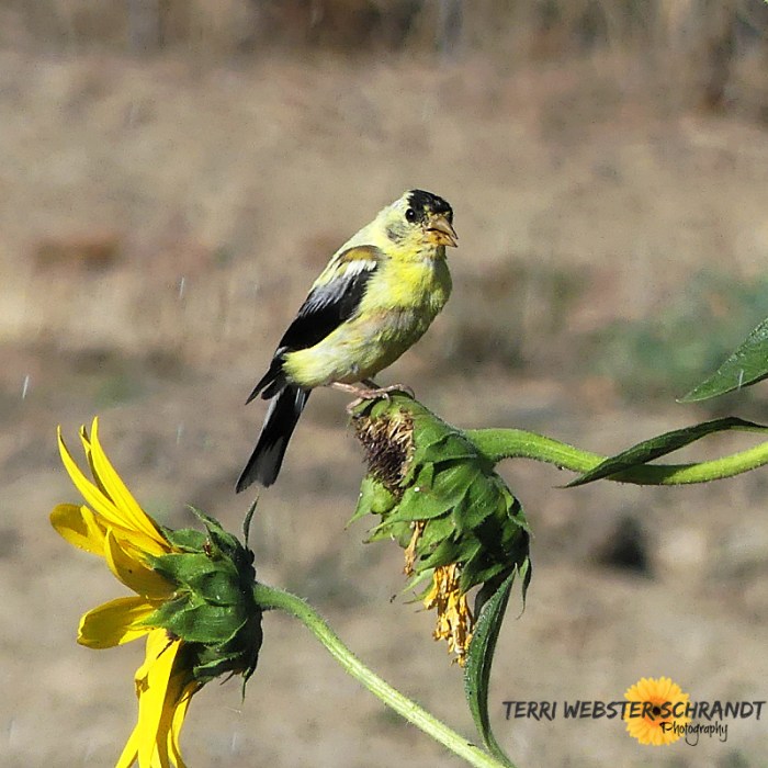 Goldfinch on sunflower