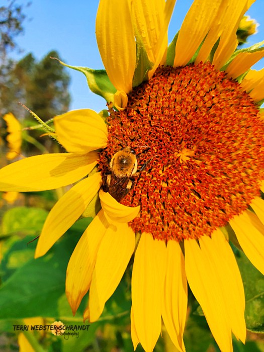 golden bee on orange suflower