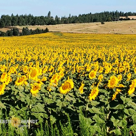 sunflower field