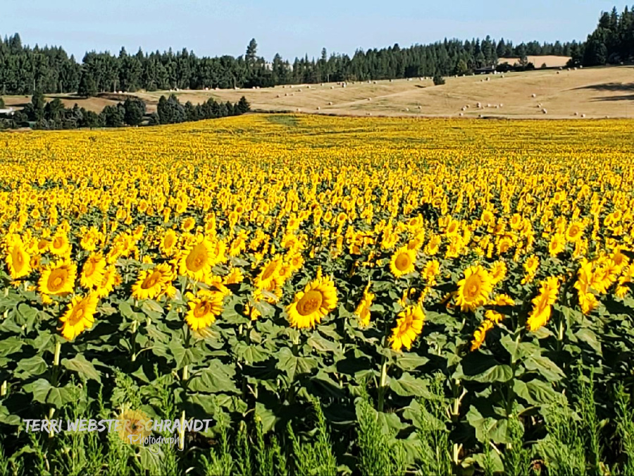 Sunday Stills Monthly Color Challenge: Are You All-in for&nbsp;#Yellow?