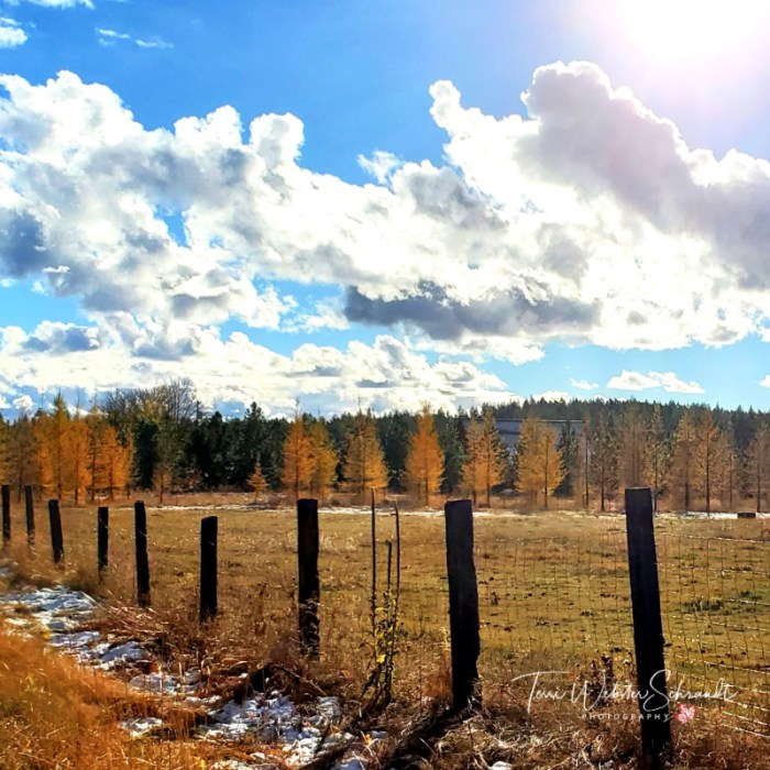 Rustic fence Golden Larches
