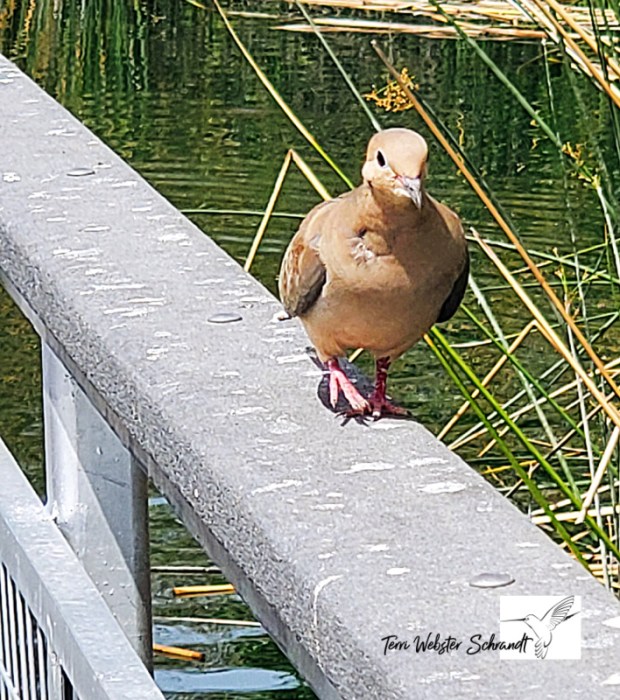Dove walking on edge of fence